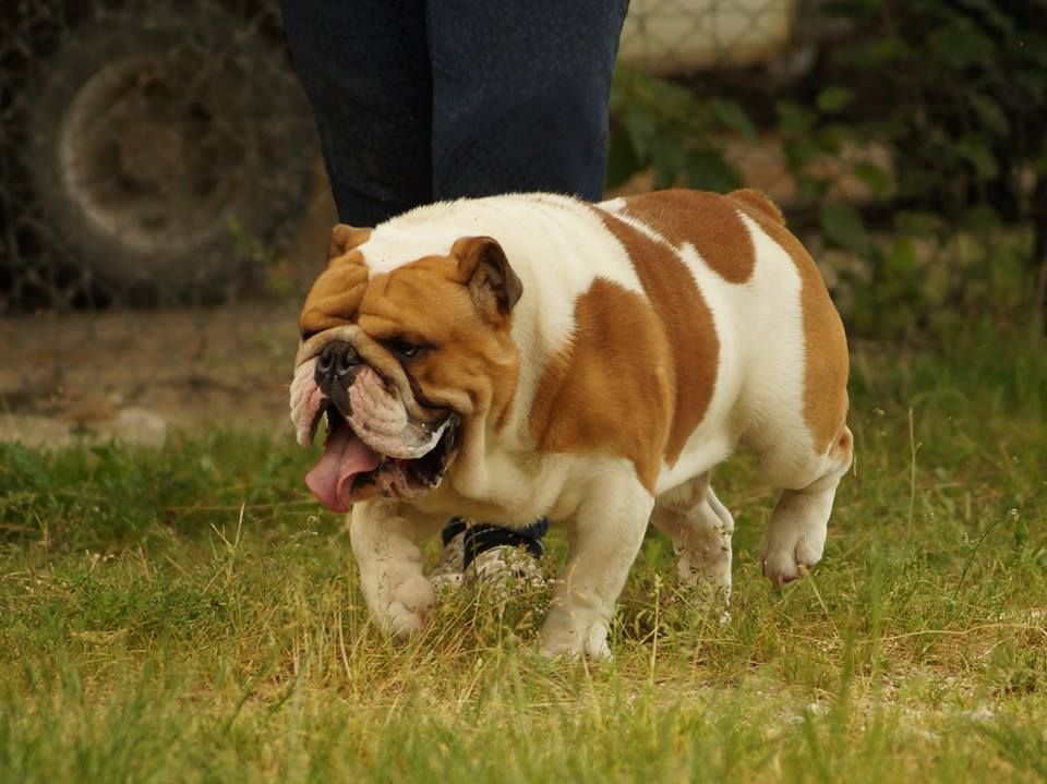 Mister ulk des Bulls De L'aube