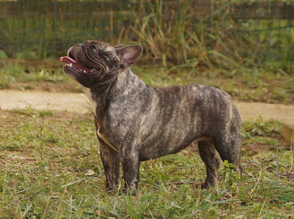 Pootchy de l'ancien Presbytère