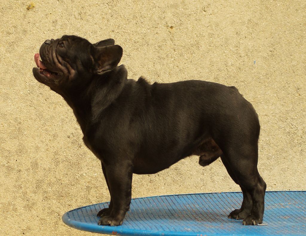 El torro ferdinand darclee