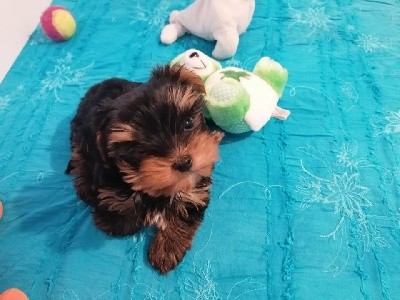CHIOT